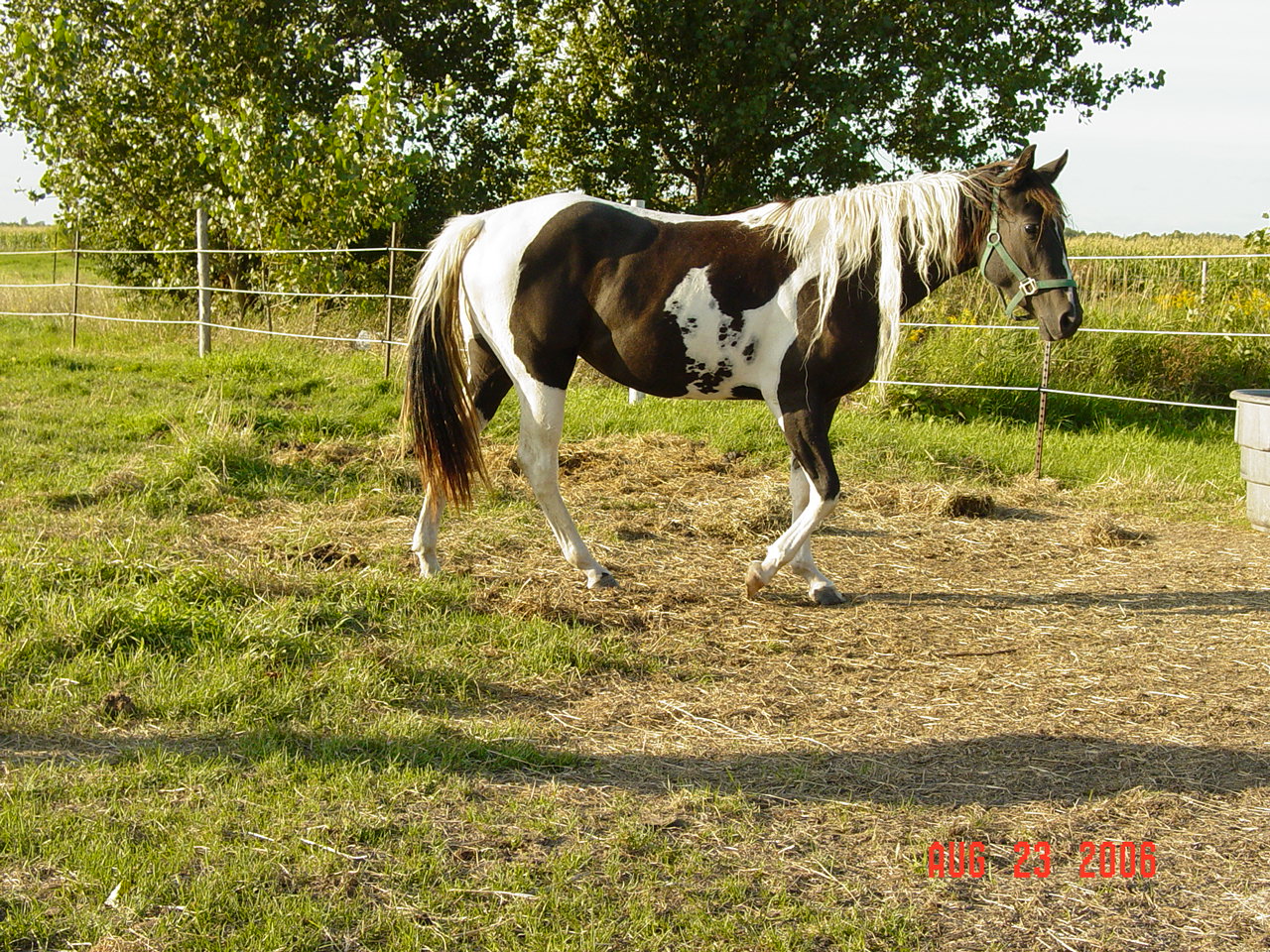horses6042.jpg