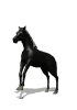 horse_black_rear_md_wht.gif